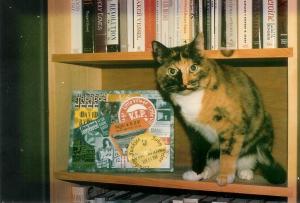 Cat in bookcase