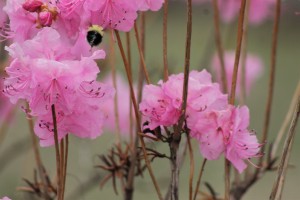 A bee enjoying azalea